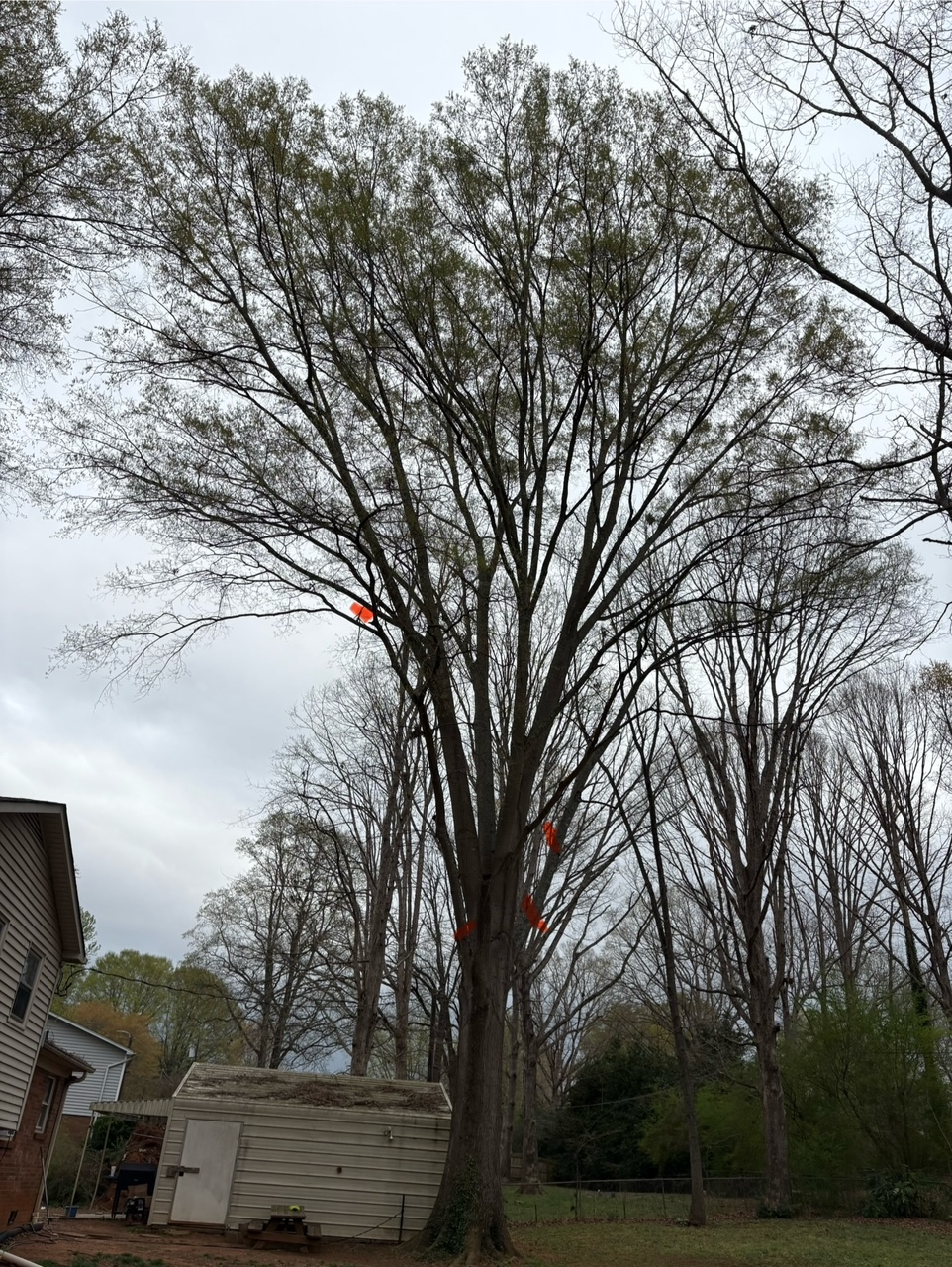 Pennys Tree Service | 3980 Premier Dr, High Point, NC 27265, USA | Phone: (336) 829-4471