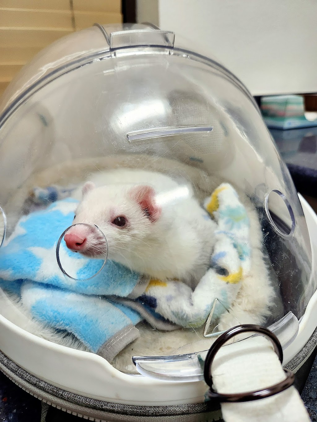 Northridge Veterinary Center | 19462 Rinaldi St, Northridge, CA 91326, USA | Phone: (818) 832-1888