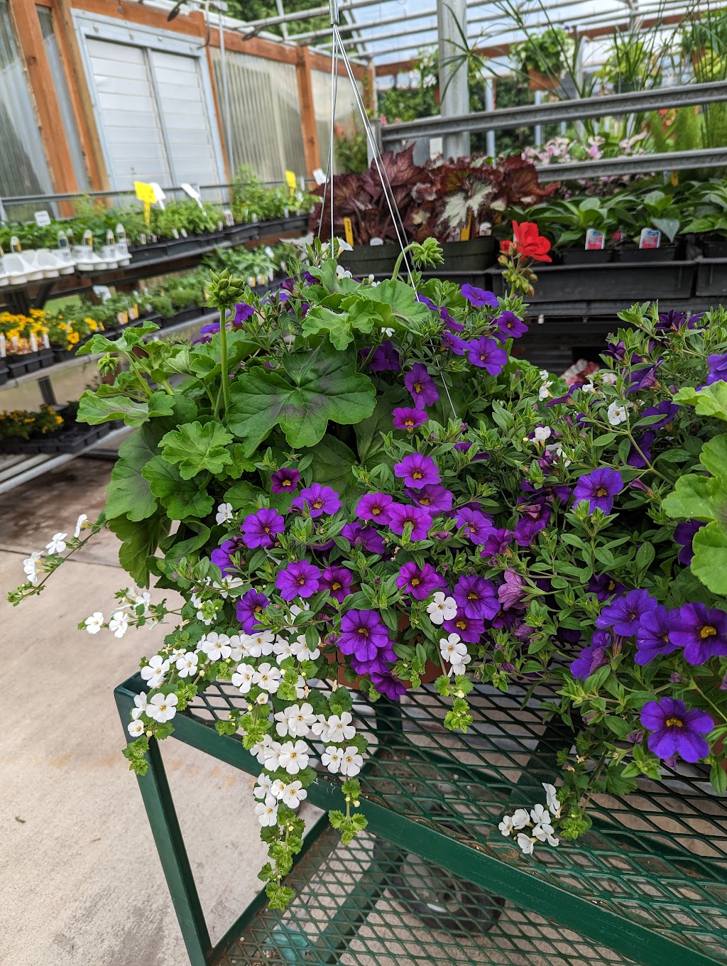 N&M Herb Nursery | 11702 Feller Rd NE, Hubbard, OR 97032, USA | Phone: (503) 981-9060