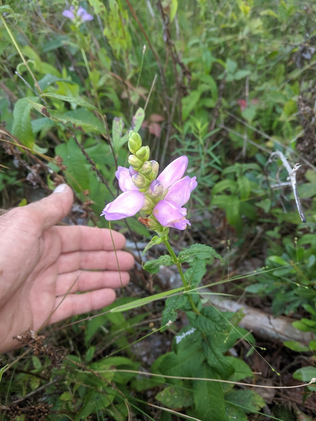 Cherry Orchard Bog Natural Area Preserve | Baxter Rd, Disputanta, VA 23842, USA | Phone: (804) 786-7951