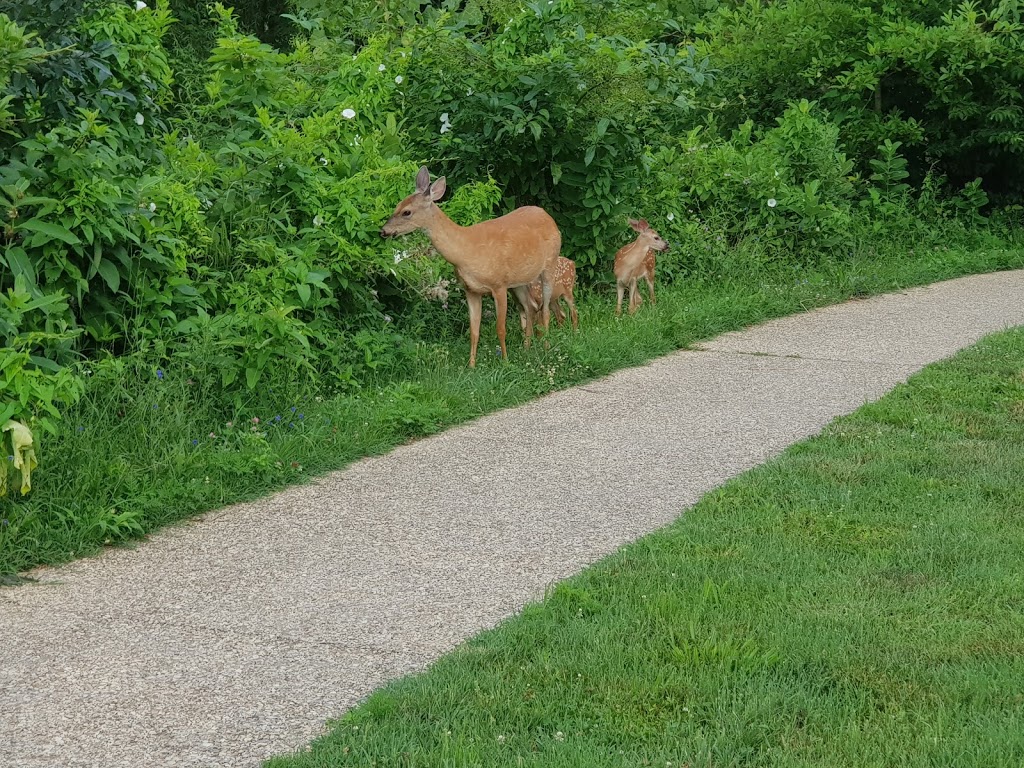 Evans Parkway Neighborhood Park | 2001 Evans Pkwy, Wheaton, MD 20902, USA | Phone: (301) 495-2595