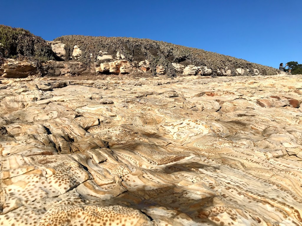 Natural Bridges Tidepools | Santa Cruz, CA 95060, USA | Phone: (831) 423-4609