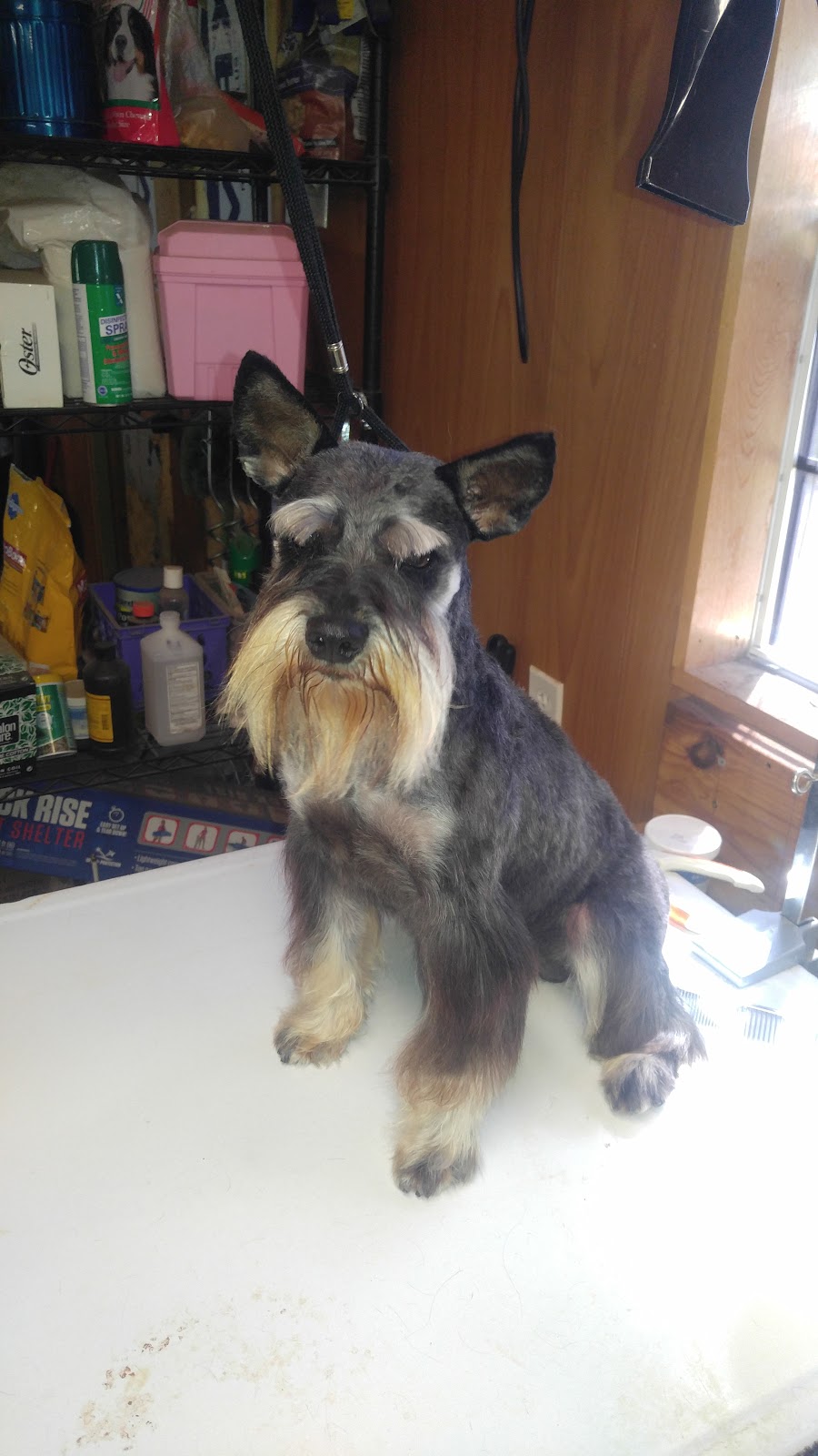 T-N-T Grooming and Kennel, LLC. | 21047 US-62, Boynton, OK 74422, USA | Phone: (918) 578-9220