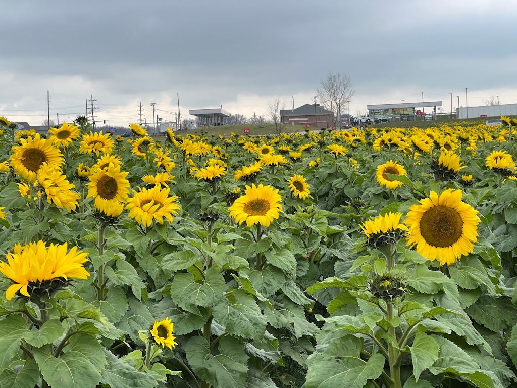 Prayers From Maria Sunflower Field in Avon | Jaycox Rd, Avon, OH 44011, USA | Phone: (216) 727-3511