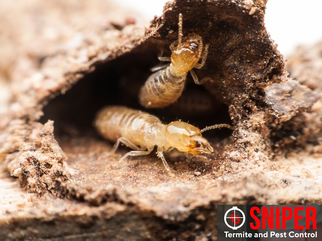 Sniper Termite and Pest Control Fort Worth | 1060 Cotton Depot Ln #642, Fort Worth, TX 76102, USA | Phone: (817) 497-8351