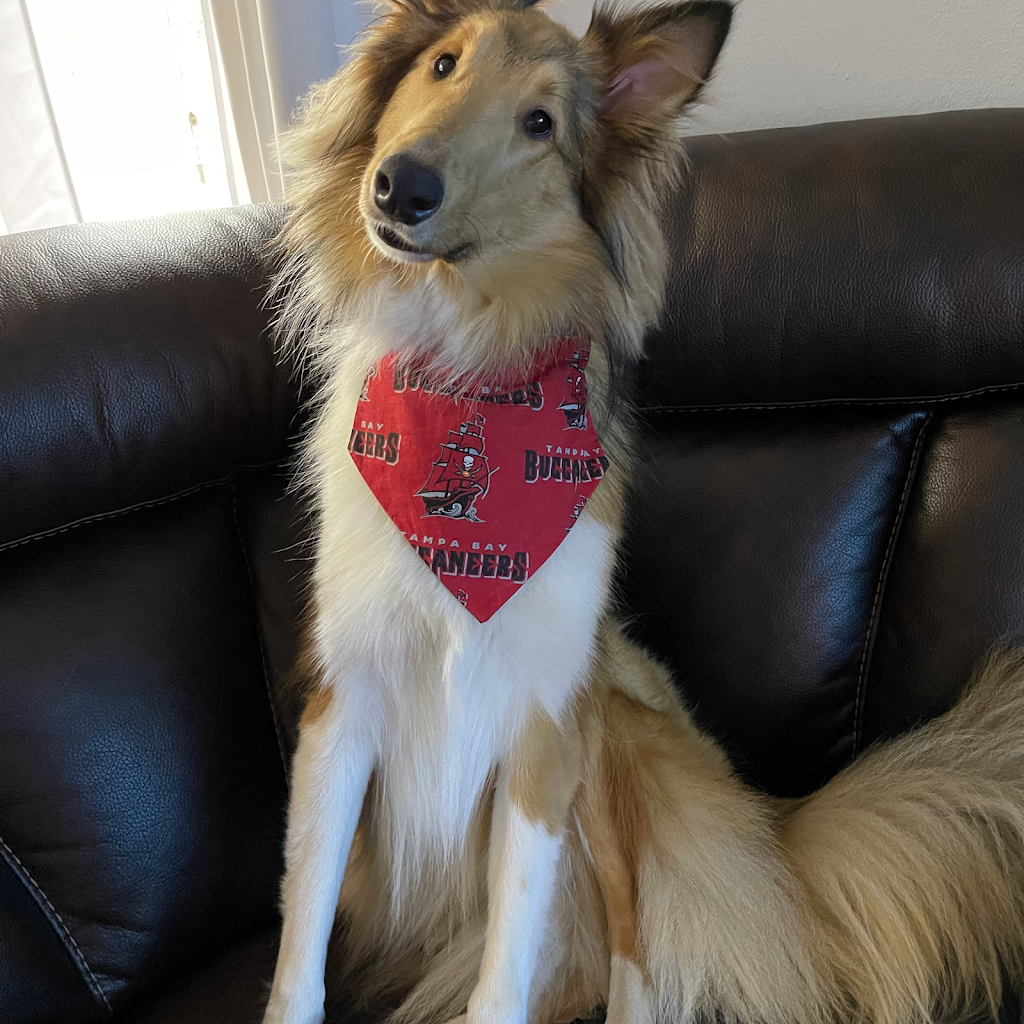 Pet Wants Bradenton | 5602 33rd Ln E, Bradenton, FL 34203, USA | Phone: (941) 920-9202