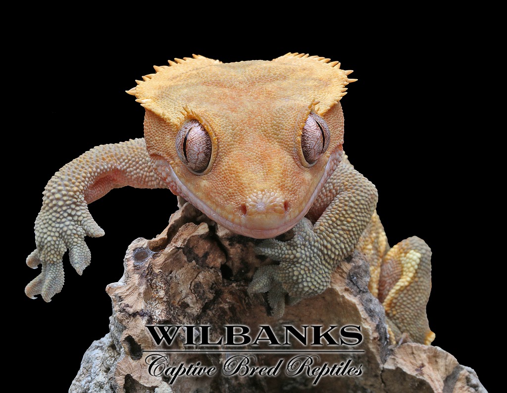 Wilbanks Captive Bred Reptiles | 3525 S Purdue Ave St, Oklahoma City, OK 73179, USA | Phone: (405) 604-3525