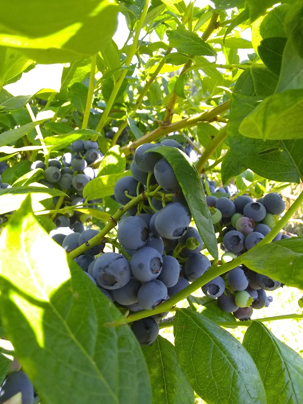 Nappe Farms- U Pick Blueberries | 10280 SE Orient Dr, Boring, OR 97009, USA | Phone: (503) 663-0885