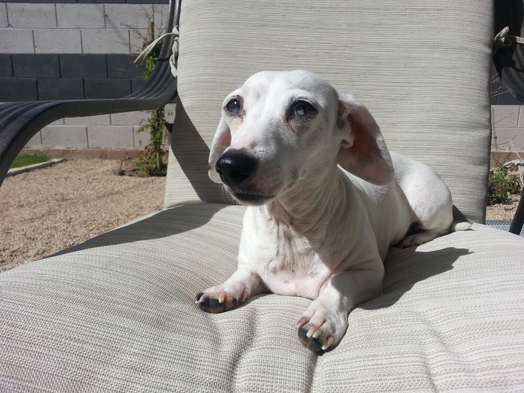 Phoenix Veterinary Referral & Emergency Center | 4015 E Cactus Rd, Phoenix, AZ 85032, USA | Phone: (602) 765-3700