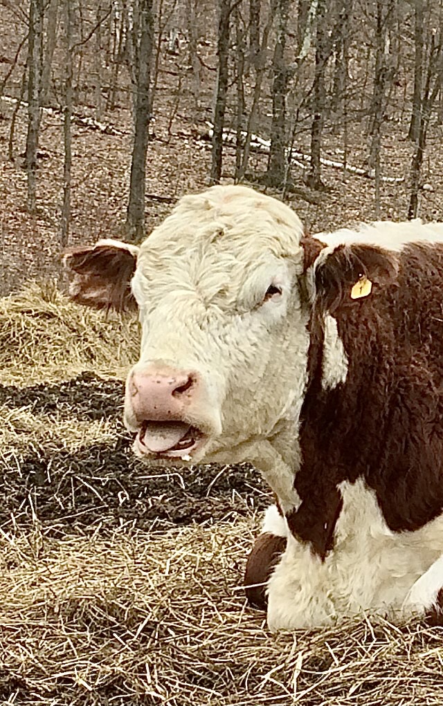 OverEast Family Farm | 480 Beattie Hollow Rd, Salem, NY 12865, USA | Phone: (518) 321-3184