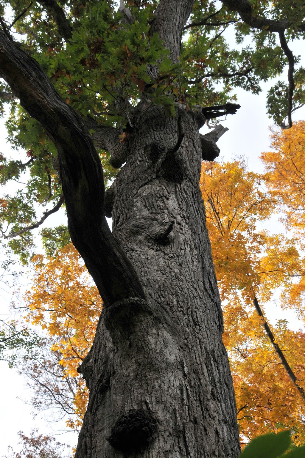 Orchard Lake Nature Sanctuary | 4700 Pontiac Trail, West Bloomfield Township, MI 48324 | Phone: (248) 682-2400