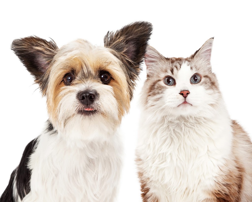 Pittsburgh Veterinary Dermatology | 807 Camp Horne Rd, Pittsburgh, PA 15237, USA | Phone: (412) 366-3400