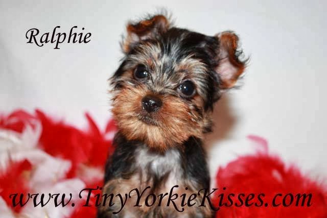 Tiny Yorkie Kisses | 7215 pleasant valley, Vacaville, CA 95688, USA | Phone: (707) 720-9042