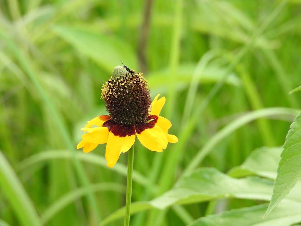 Paul Mathews Nature Preserve now Clymer Meadows | Greenville, TX 75401, USA | Phone: (903) 568-4139