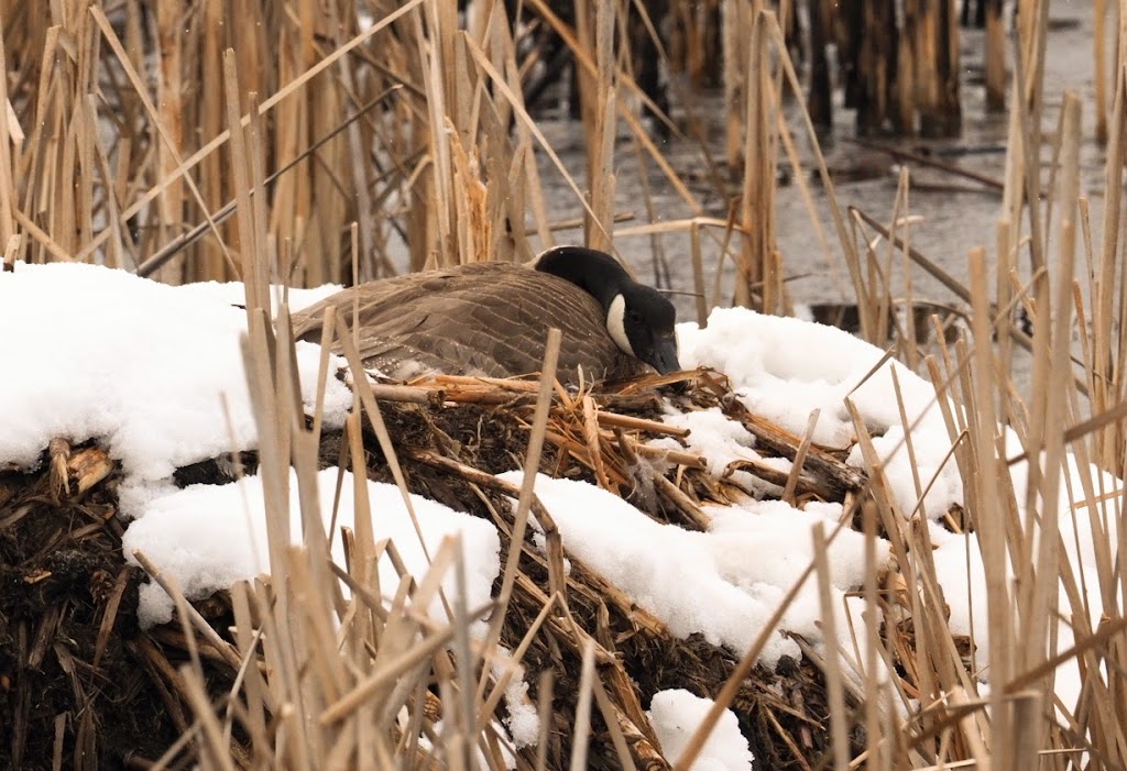 Savage Fen Scientific and Natural Area (SNA) | 128th St, Savage, MN 55378, USA | Phone: (651) 259-5800