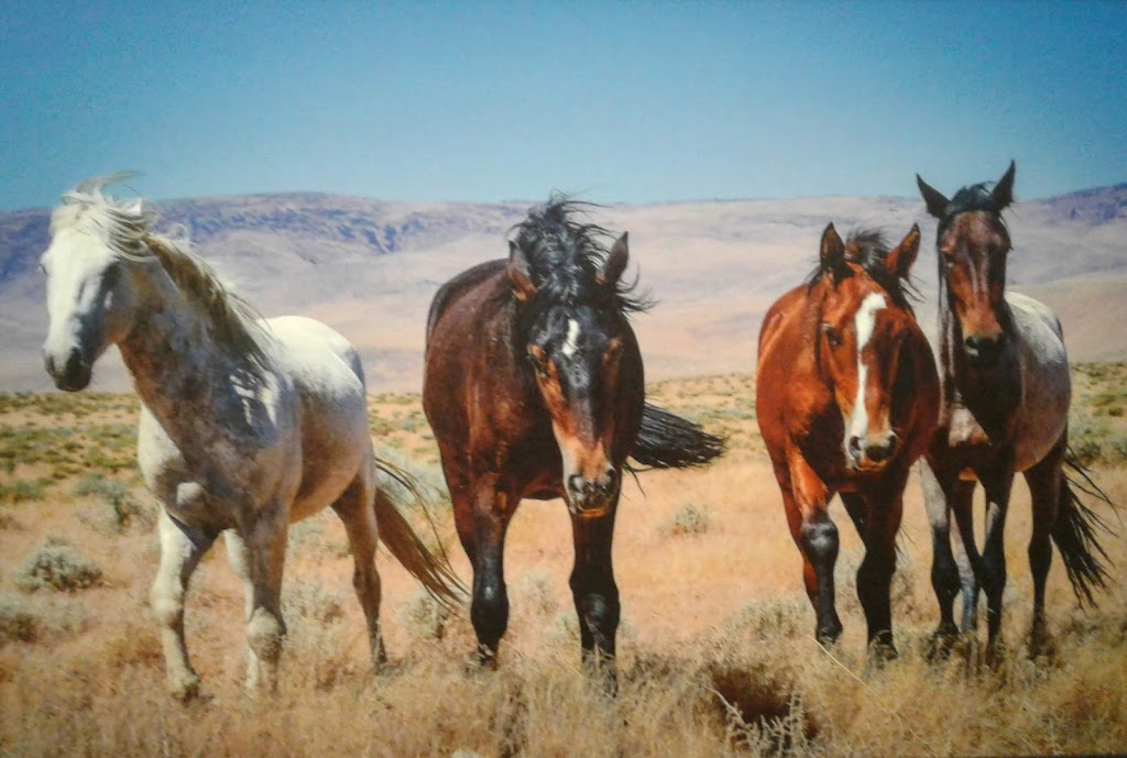 Wild Horse Gallery | 145 S C St #D, Virginia City, NV 89440, USA | Phone: (775) 250-7624