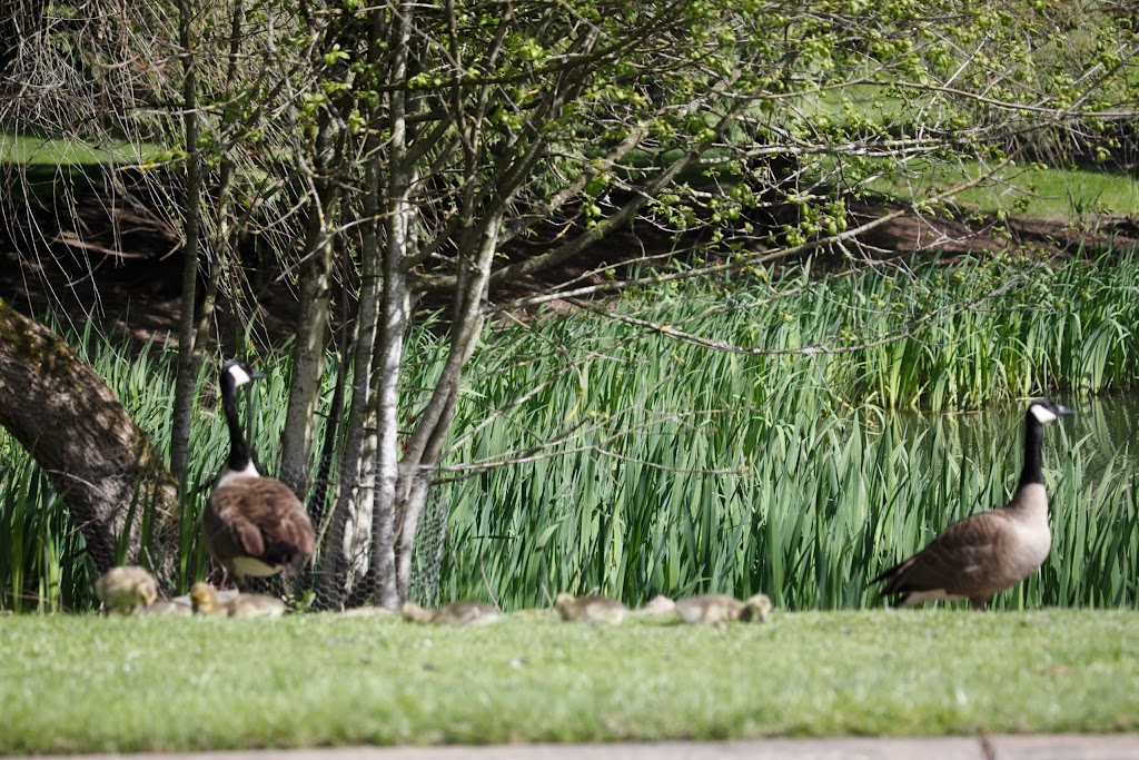 Coffee Lake Wetlands | Wilsonville, OR 97070, USA | Phone: (503) 682-4960