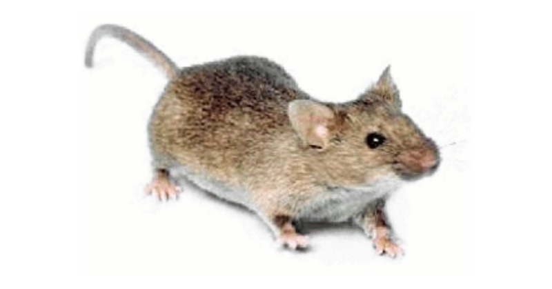 Champion Pest Services | 3165 Vinson Rd, Clayton, NC 27527, USA | Phone: (919) 550-3744