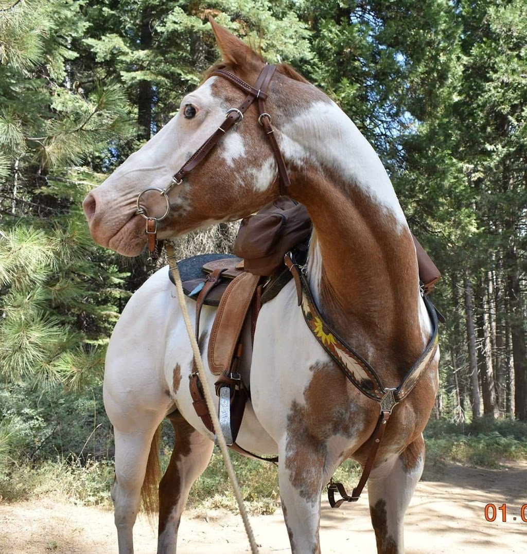 Twisted Bit Ranch | 21844 Rd 29 1/2, Madera, CA 93638, USA | Phone: (559) 931-2400