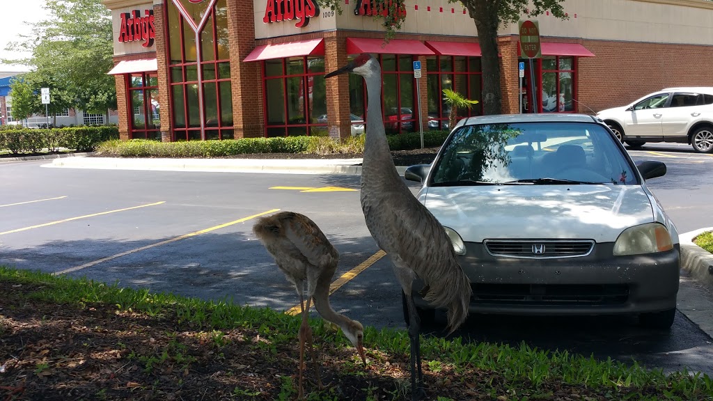 Arbys | 1009 Bruce B Downs Blvd, Wesley Chapel, FL 33544, USA | Phone: (813) 994-6133