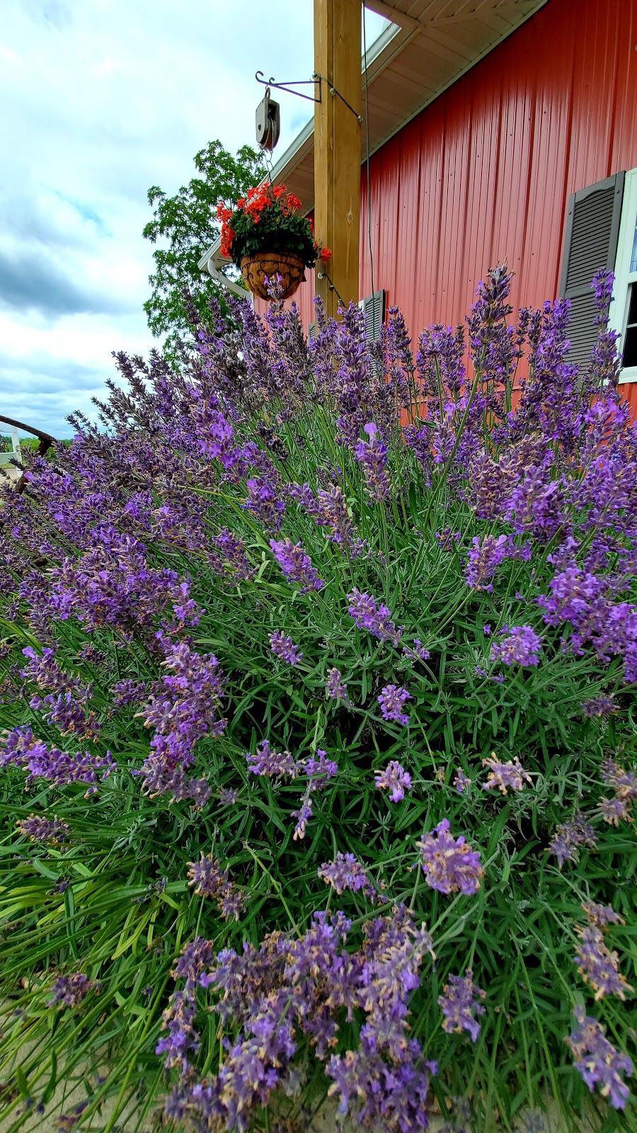 New Life Lavender & Cherry Farm | E10766 County Rd W, Baraboo, WI 53913, USA | Phone: (608) 477-4023
