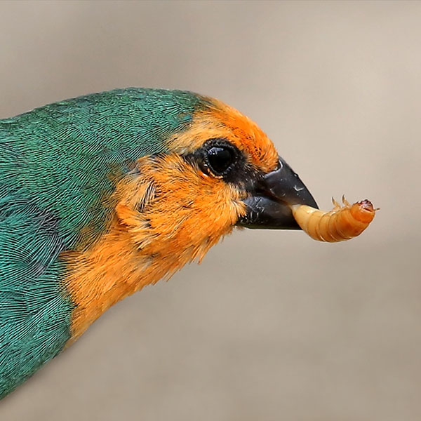 Sunshine State Worms | 11411 Citrus Way #2, Brooksville, FL 34601, USA | Phone: (727) 207-6753