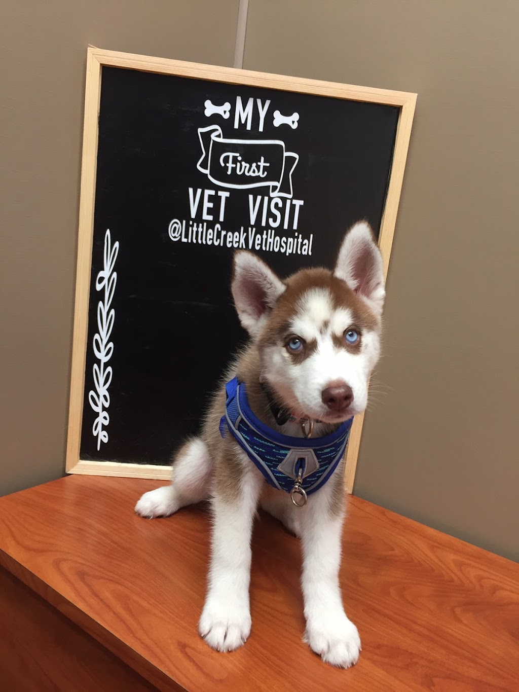 Little Creek Veterinary Hospital | 22053 E Koop Dr, Mandeville, LA 70471, USA | Phone: (985) 237-1333