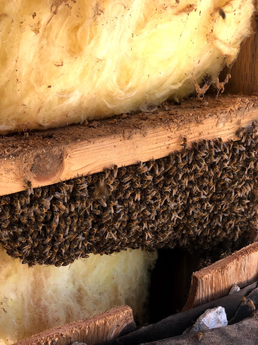 Family Bees Eco-Friendly | 11755 Dronfield Ave, Pacoima, CA 91331, USA | Phone: (818) 359-6800