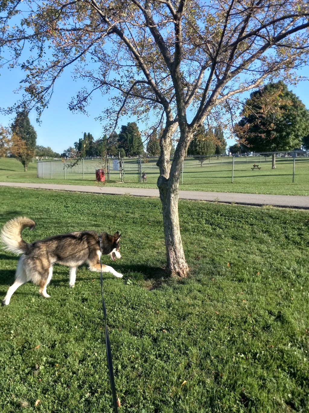 Commons Dog Exercise Area | Circle Hill Cemetery Rd, Angola, IN 46703, USA | Phone: (260) 665-1588