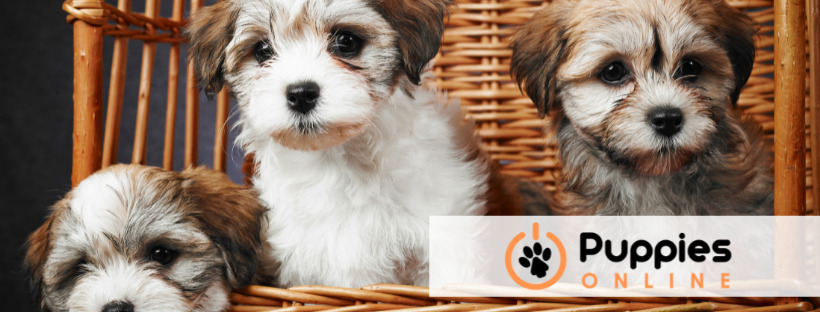 Little Puppies Online | 16149 Wooster Rd, Mt Vernon, OH 43050, United States | Phone: (740) 827-2628