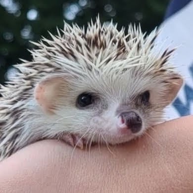 Hedgehog Garden | 8418 57th Ave E, Puyallup, WA 98371, USA | Phone: (425) 761-9592