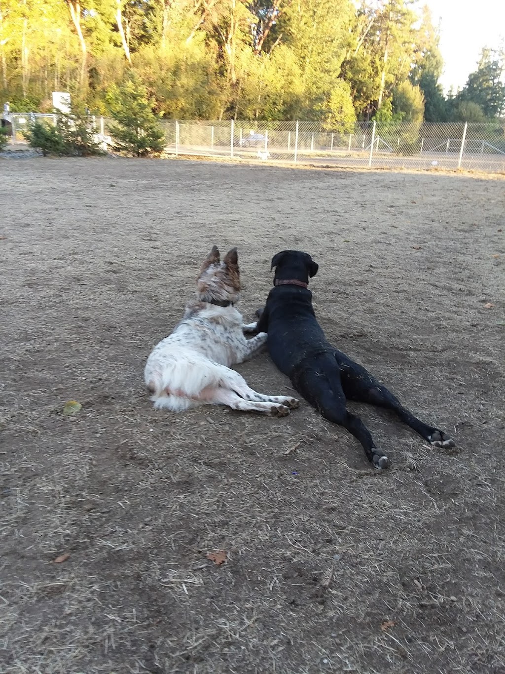 Tubbys Trail Dog Park | 1701 14th Ave NW, Gig Harbor, WA 98335, USA | Phone: (253) 858-3400