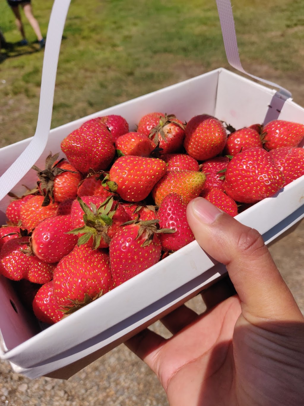 Gallmeyer Farms The Berry Patch | 3622 Darbytown Ct, Richmond, VA 23231, USA | Phone: (804) 795-9979