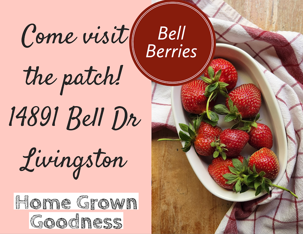 Strawberry patch AKA Bell Berries | 14891 Bell Dr, Livingston, CA 95334, USA | Phone: (209) 996-2634