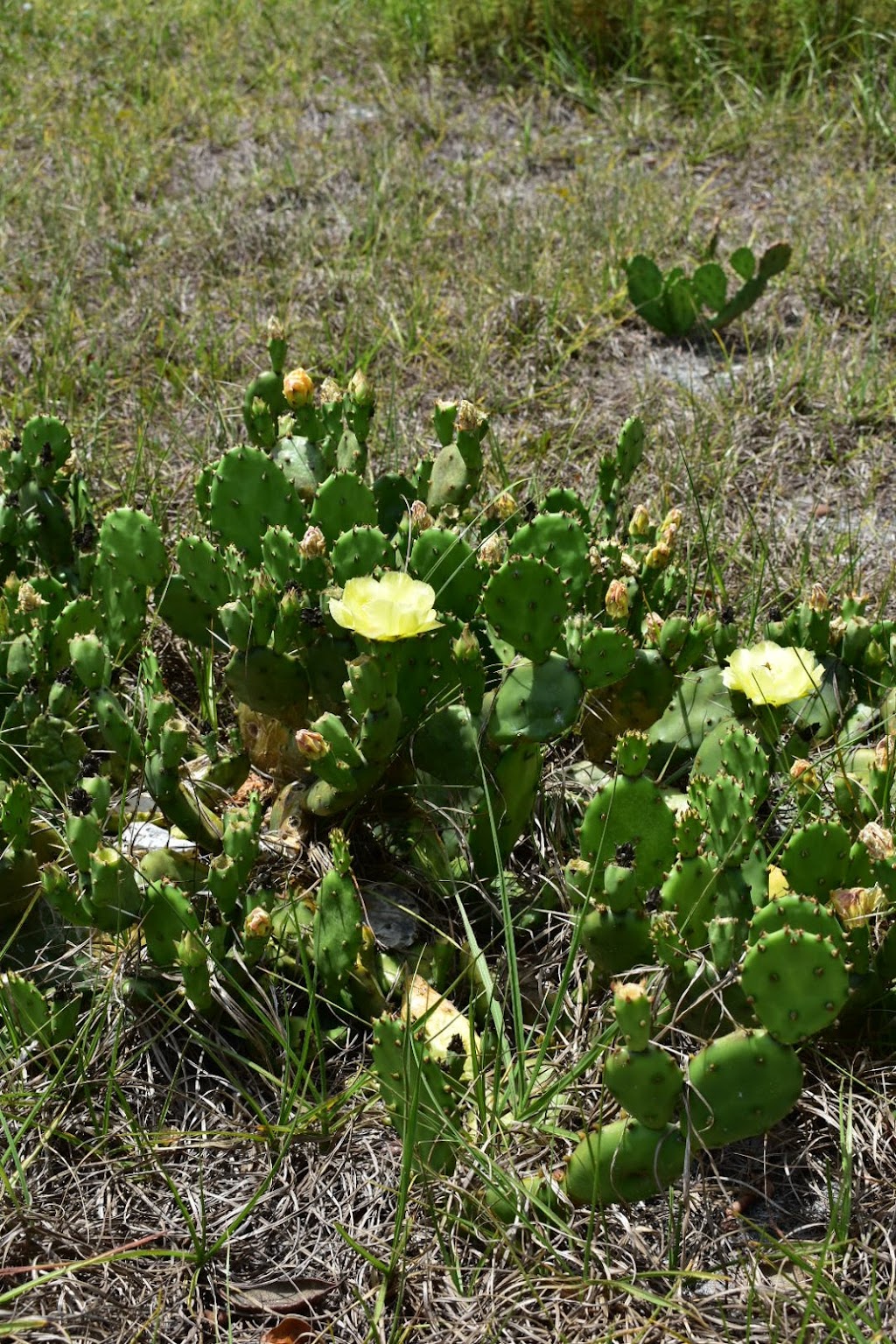 Alafia River Corridor Nature Preserve - South | 12098 S County Rd 39, Lithia, FL 33547, USA | Phone: (813) 672-7876