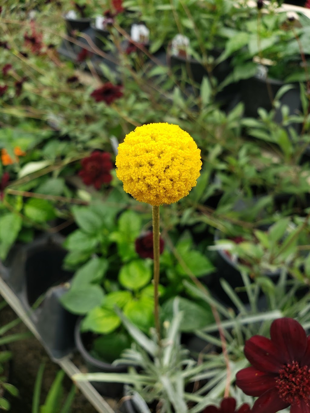 Patchwork Gardens | 2999 U.S. 35 SE, Washington Ct Hs, OH 43160, USA | Phone: (740) 335-0018 Patchwork Gardens | 2999 U.S. 35 SE, Washington Ct Hs, OH 43160, USA | Phone: (740) 335-0018