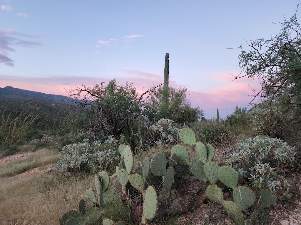 Tanque Verde Ranch | 14301 E Speedway Blvd, Tucson, AZ 85748, USA | Phone: (520) 296-6275