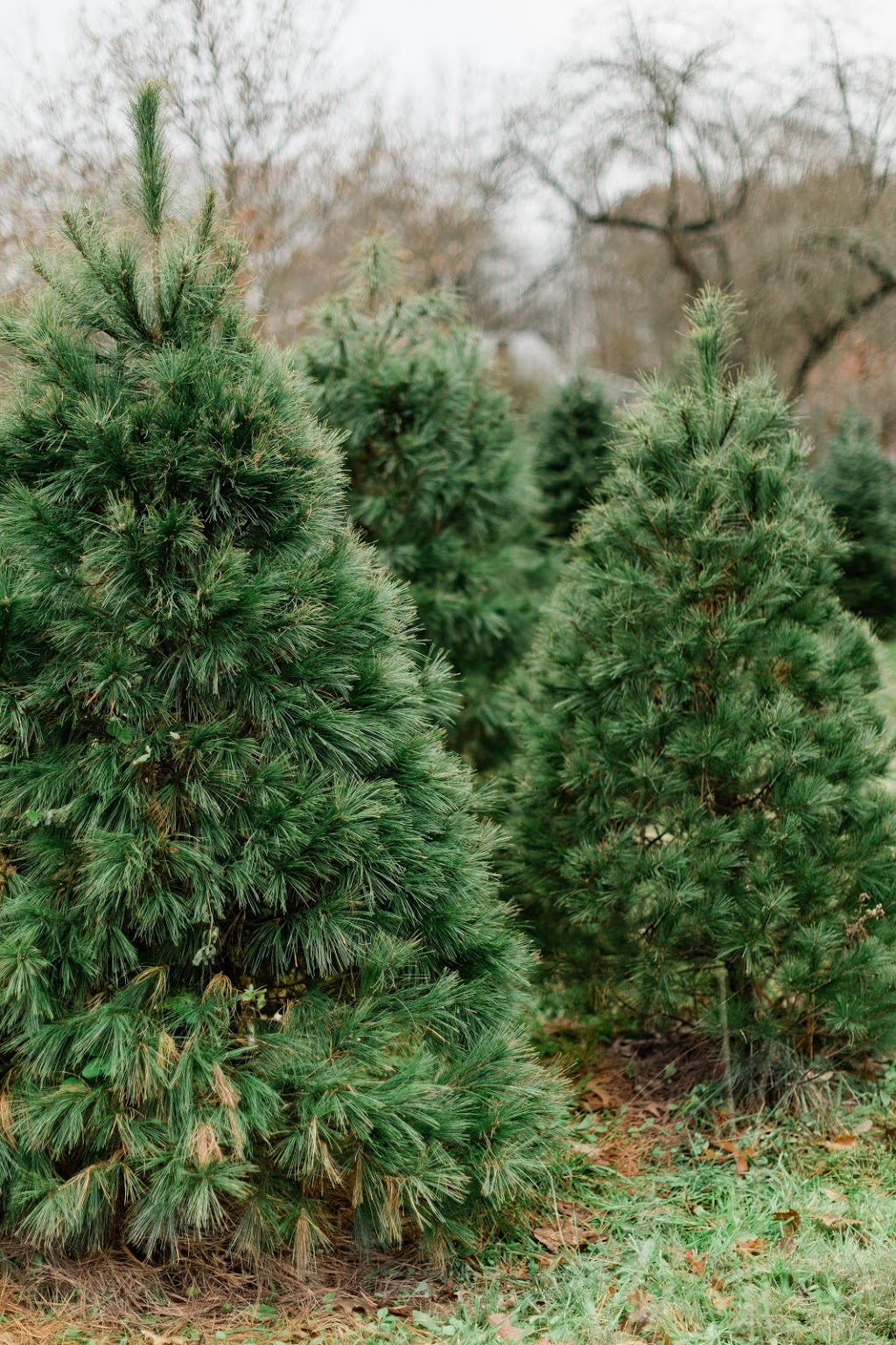 Rauh Christmas Tree Farm | 3001 N River Rd, Stow, OH 44224, USA | Phone: (330) 678-7474