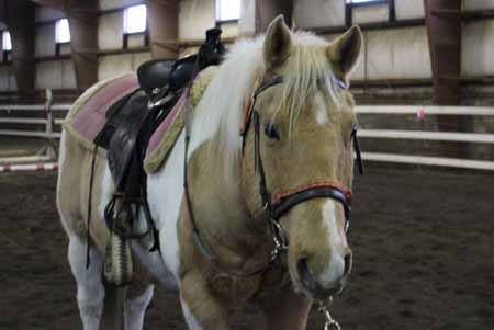 Silver Legacy Stables | 1988 W Fairview Loop, Wasilla, AK 99654, USA | Phone: (907) 227-0406