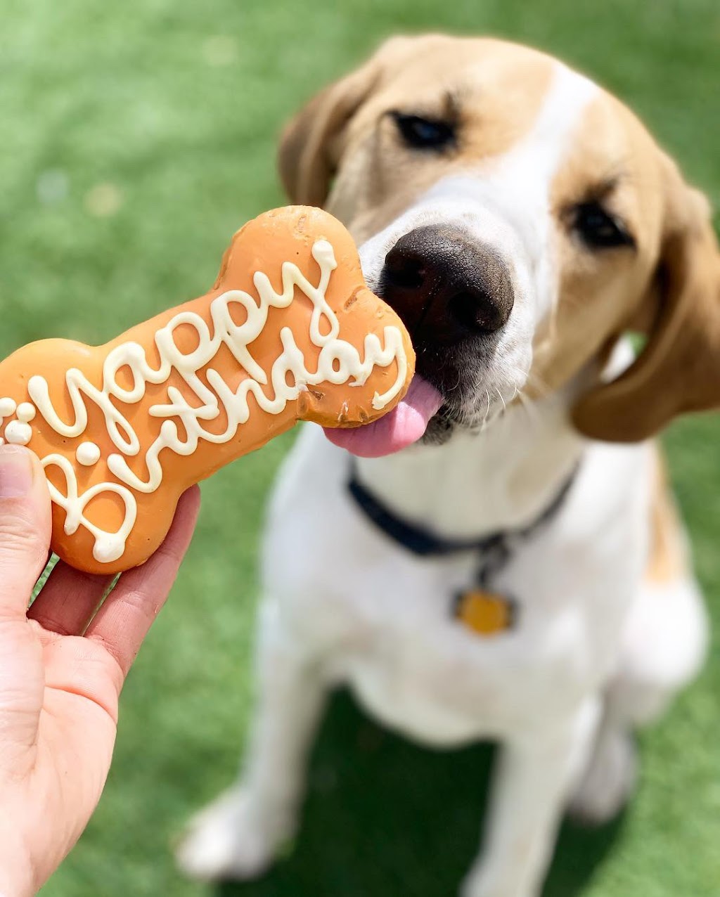 Cosmos Dog Bakery and Pet Supplies | 10111 W 26th Ave #101, Wheat Ridge, CO 80215, USA | Phone: (303) 232-1477