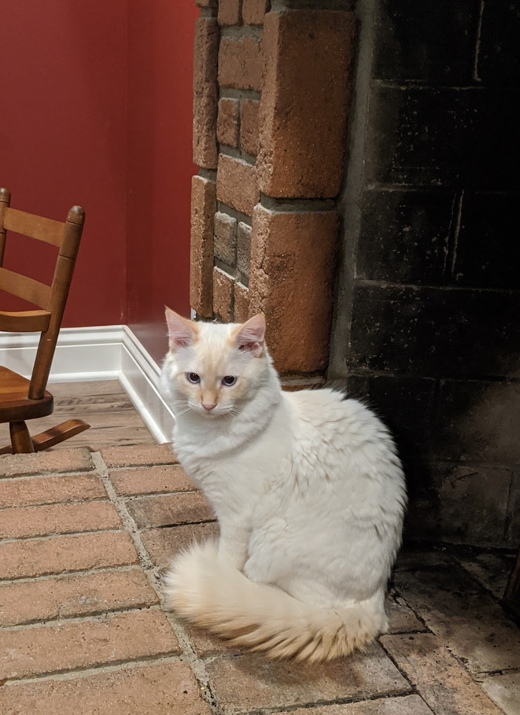 New Pittsburg Small Animal Clinic | 1436 W Old Lincoln Way West, Wooster, OH 44691, USA | Phone: (330) 264-7799