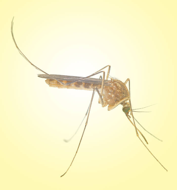 HOME SOLUTIONS: PEST CONTROL | 11059 Vollmer Ln, San Antonio, TX 78254, USA | Phone: (210) 679-9000