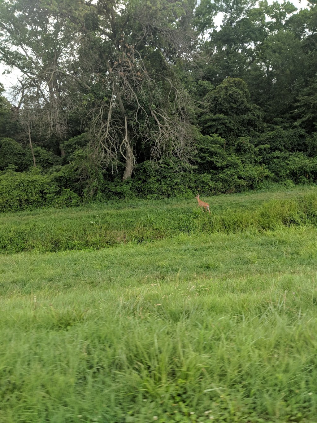 Anacostia River Park | 5100 Tanglewood Dr, Hyattsville, MD 20781, USA | Phone: (301) 699-8806