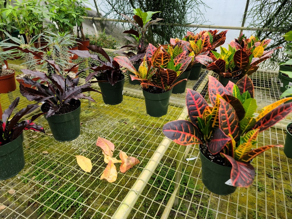 Hill Country African Violets and Nursery | 32005 I. H. 10 West, Boerne, TX 78006, USA | Phone: (830) 249-2614
