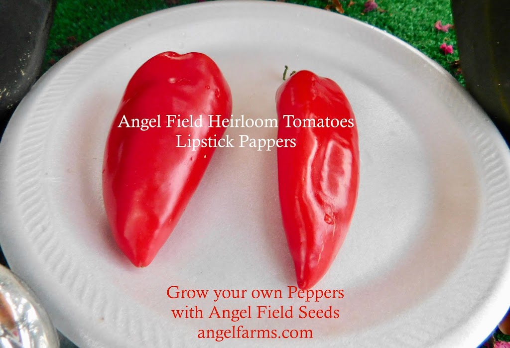 Angel Field Heirloom Tomatoes "Garden Seeds" " | 312 S Willard Ave, Hampton, VA 23663, USA | Phone: (757) 265-7784