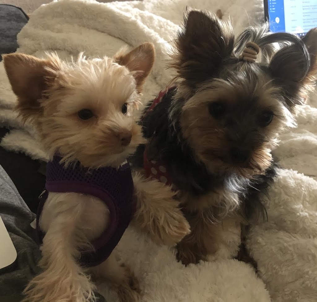 Yorkies By Cheri | 3705 FM 902, Gainesville, TX 76240, USA | Phone: (940) 372-8868