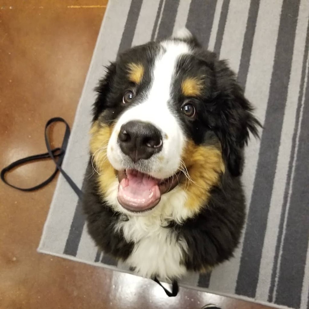 Family Pet Hospital | 815 E 17th Ave, Longmont, CO 80501, USA | Phone: (303) 485-1285