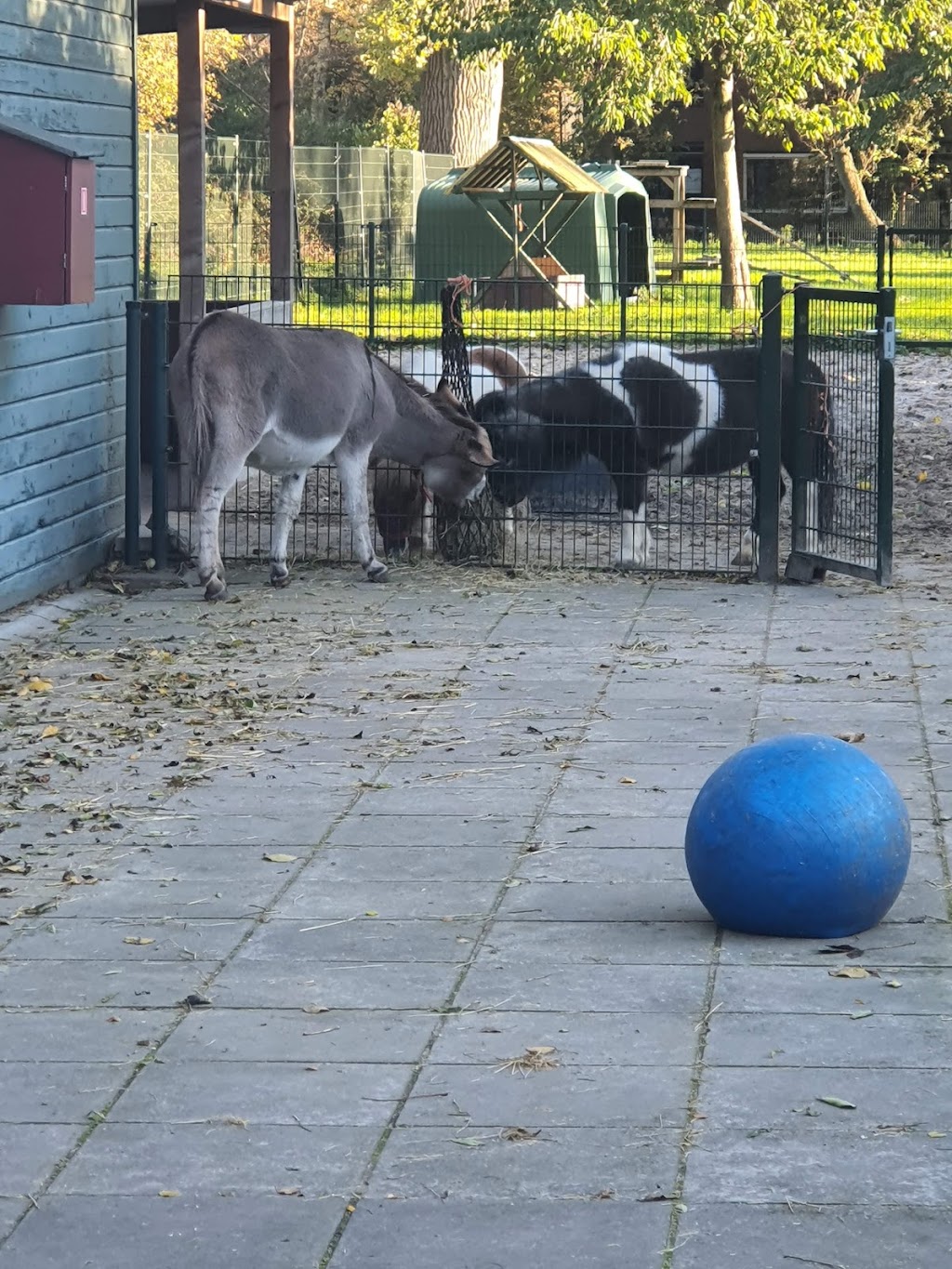 Petting Farm "de Werf" | Archimedeslaan 59, 1098 PX Amsterdam, Netherlands | Phone: 020 694 2694