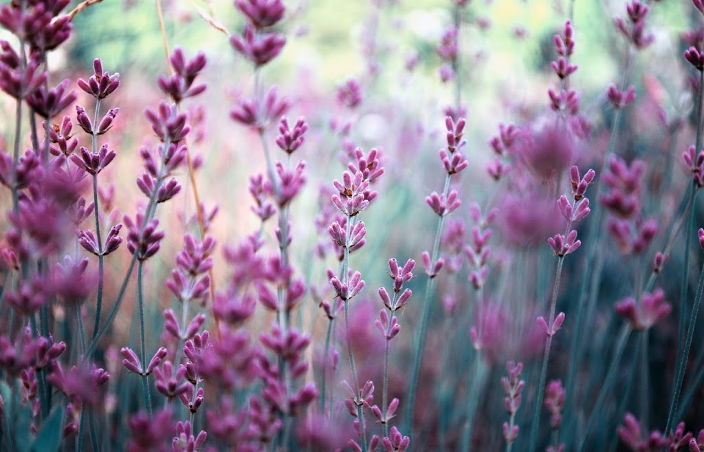 Red Barn Garden Center | 690 A N Bagdad Rd, Leander, TX 78641, USA | Phone: (512) 335-8093