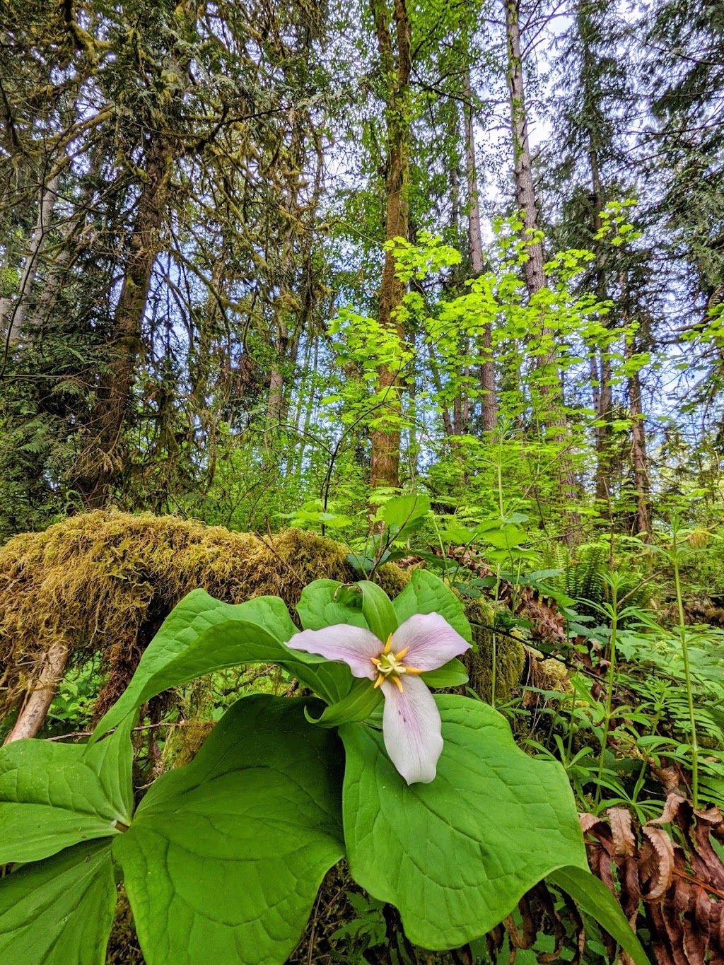 Tualatin Hills Nature Park | 15655 SW Millikan Way, Beaverton, OR 97006, USA | Phone: (503) 645-6433
